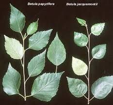 Attēlu rezultāti vaicājumam “Betula”