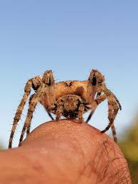Attēlu rezultāti vaicājumam “Araneus angulatus”