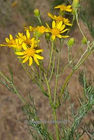 Attēlu rezultāti vaicājumam “Symphytocarpus flaccidus sessile”