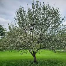 Attēlu rezultāti vaicājumam “Malus sylvestris”