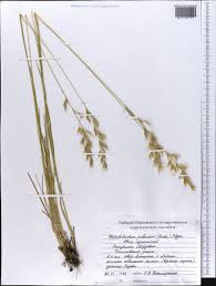 Attēlu rezultāti vaicājumam “Helictotrichon pubescens”