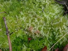 Attēlu rezultāti vaicājumam “Sphagnum molle”