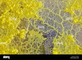 Attēlu rezultāti vaicājumam “Physarum murinum spores”