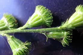 Attēlu rezultāti vaicājumam “Agrimonia pilosa bud”