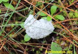 Attēlu rezultāti vaicājumam “Fuligo cinerea”