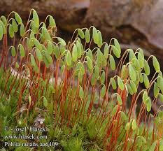 Attēlu rezultāti vaicājumam “Pohlia nutans”