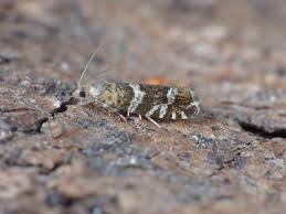 Attēlu rezultāti vaicājumam “Epinotia sordidana”