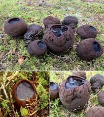 Attēlu rezultāti vaicājumam “Sarcosoma globosum”