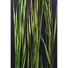 Attēlu rezultāti vaicājumam “Bromopsis benekenii”