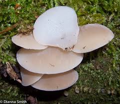 Attēlu rezultāti vaicājumam “Pseudohydnum gelatinosum”