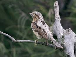 Attēlu rezultāti vaicājumam “Jynx torquilla”