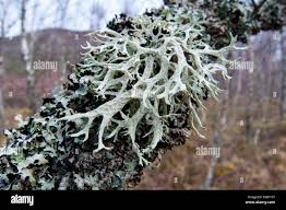 Attēlu rezultāti vaicājumam “Ramalina farinacea”