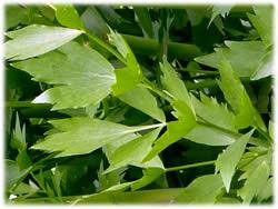 Image result for Liebstöckel