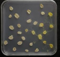 Attēlu rezultāti vaicājumam “Badhamia panicea”