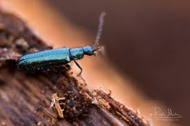 Attēlu rezultāti vaicājumam “Dasytes caeruleus imago”