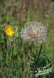 Attēlu rezultāti vaicājumam “Tragopogon pratensis subsp. pratensis fruit”