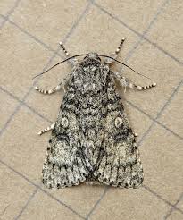 Attēlu rezultāti vaicājumam “Acronicta megacephala”