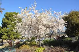 Attēlu rezultāti vaicājumam “Pyrus”