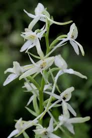 Attēlu rezultāti vaicājumam “Platanthera bifolia leaf”
