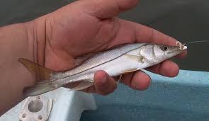 Image result for Centropomus undecimalis