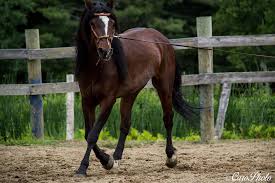 Image result for Braveheart Fencing