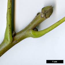 Attēlu rezultāti vaicājumam “Juglans regia leaf”