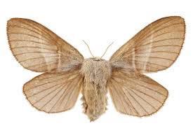 Attēlu rezultāti vaicājumam “Macrothylacia rubi”