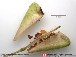 Attēlu rezultāti vaicājumam “Capsella bursa-pastoris fruit”