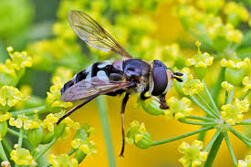 Attēlu rezultāti vaicājumam “Didea alneti”