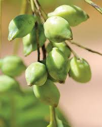 Attēlu rezultāti vaicājumam “Anisantha tectorum fruit”