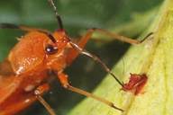 Attēlu rezultāti vaicājumam “Deraeocoris ruber”