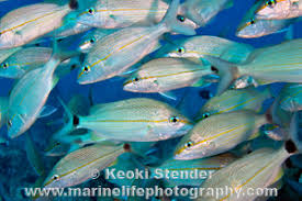 Image result for Haemulon aurolineatum