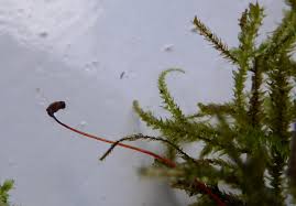 Attēlu rezultāti vaicājumam “Eurhynchium striatum”