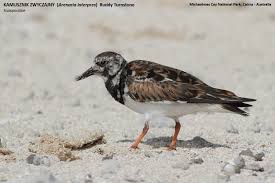 Attēlu rezultāti vaicājumam “Arenaria interpres”