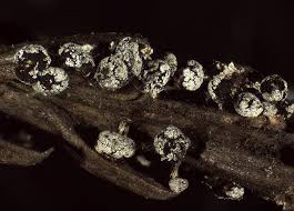 Attēlu rezultāti vaicājumam “Didymium squamulosum”