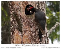 Attēlu rezultāti vaicājumam “Dryocopus martius nest”