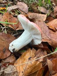 Attēlu rezultāti vaicājumam “Russula vesca”