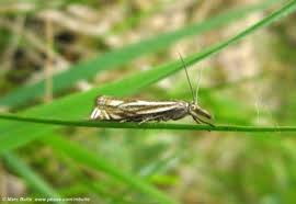 Attēlu rezultāti vaicājumam “Crambus silvella”