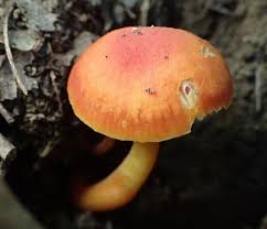 Attēlu rezultāti vaicājumam “Mucronella”