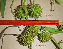 Attēlu rezultāti vaicājumam “Sparganiaceae”