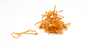 Attēlu rezultāti vaicājumam “Cordyceps stylophora”
