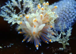 Attēlu rezultāti vaicājumam “Aphodius subterraneus imago”