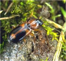 Attēlu rezultāti vaicājumam “Badister bullatus”