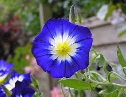 Image result for Convolvulus tricolor