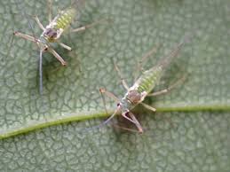 Attēlu rezultāti vaicājumam “Drepanosiphum platanoidis”