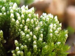 Attēlu rezultāti vaicājumam “Bryum neodamense macro”