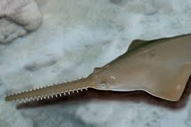 Image result for Pristis pristis