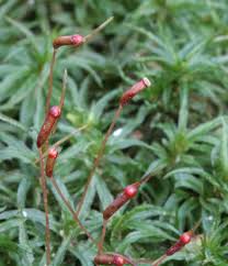 Attēlu rezultāti vaicājumam “Atrichum undulatum sporophyte”