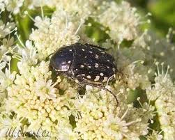 Attēlu rezultāti vaicājumam “Oxythyrea funesta imago”