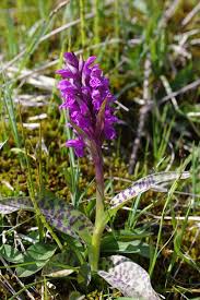 Attēlu rezultāti vaicājumam “Dactylorhiza majalis subsp. baltica”